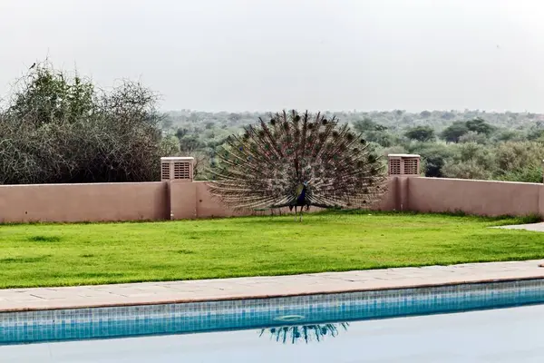 stock image Dancing peacock, Desert Resort, Mandawa, Jhunjhunu, Shekhawati, Rajasthan, India, Asia 