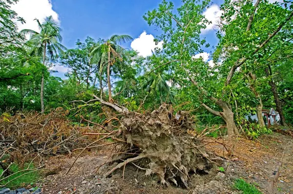 stock image Hurricane struck on trees at Ballygunge, Calcutta Kolkata, West Bengal, India 