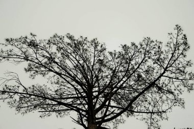 Deodar tree, Village Deori, Kalwari, Tirthan Valley, Himachal Pradesh, India, Asia clipart