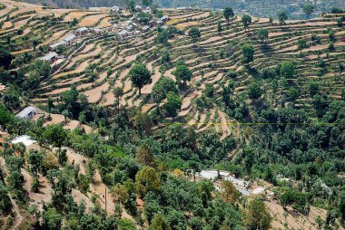 Dhanolty Yolunda; Uttaranchal; Hindistan