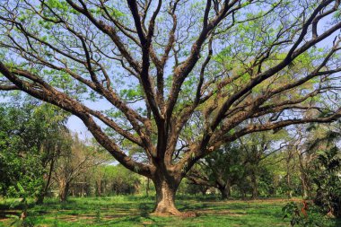 Ağaç, Acharya Jagadish Chandra Bose, Botanik Bahçesi, Batı Bengal, Hindistan, Asya