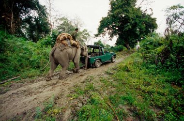 Fil iten araba, Assam, Hindistan 