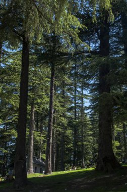 khajjiar Chamba 'da bir tepe istasyonu, himachal pradesh, Hindistan, Asya 