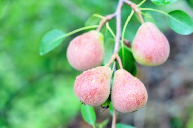 Olgun armut ağacı, Sitla Konağı, Nainital, Kumaon, Uttarakhand, Hindistan, Asya