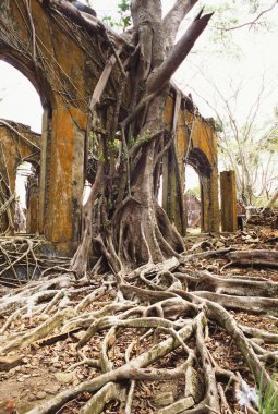 Ross Adası, Andaman, Hindistan 