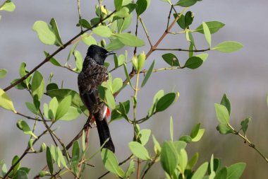 Kırmızı bıyıklı bulbul, tapi nehri, Surat, Gujarat, Hindistan, Asya