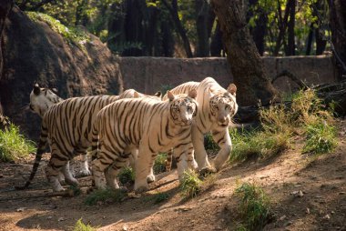 White tigers in forest , India clipart