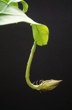 Brahma Kamal çiçek açan birinci aşama Saussure abvallata 