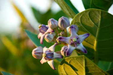 Dev Milkweed, Latince adı Calotropis Gigantea, Kharepatan, Vaibhavwadi, Konkan, Sindhudurg ilçesi, Maharashtra, Hindistan, Asya 