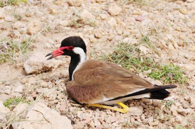 Birdred-watled lapwing vanellus malabaricus kuluçkaya yatmış yumurtalar; Jodhpur; Rajasthan; Hindistan