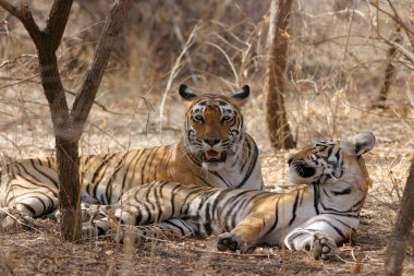 İki kaplan (Panthera Dicle) dinleniyor, Ranthambore Vahşi Yaşam Sığınağı, Rajasthan, Hindistan
