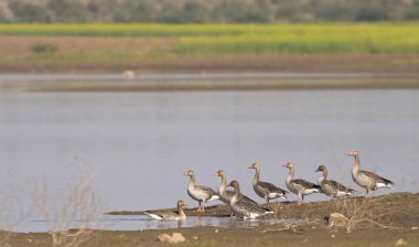 Kuşlar, Greylag Kazları, Anser kuşları, sudaki kuşlar, Nimaj, Rajasthan, Hindistan 