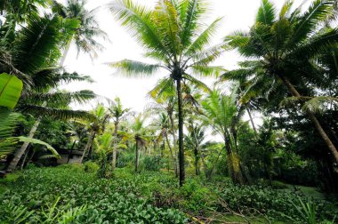 Field, Ernakulum, Kerala, Hindistan