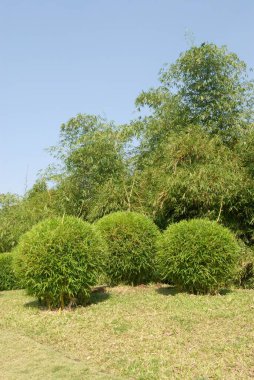 Okayama dostluğunda ya da p l. deshpande bahçesinde, Pune, Maharashtra, Hindistan 'da bambu bitkisi kesimi 