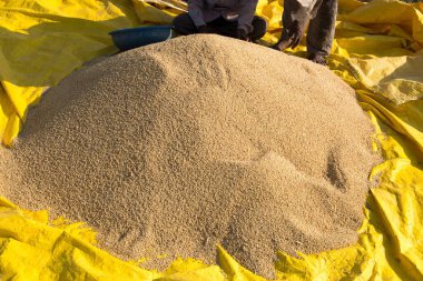 Jowar Grain, Sangli, Maharashtra, Hindistan, Asya 