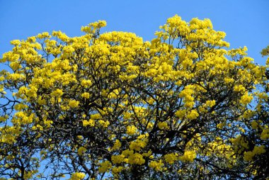 Sarı çiçekli Gulmahar ağacı