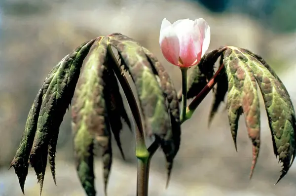 Stock image Himalayan Mayapple Latin name Podophyllum hexandrum 