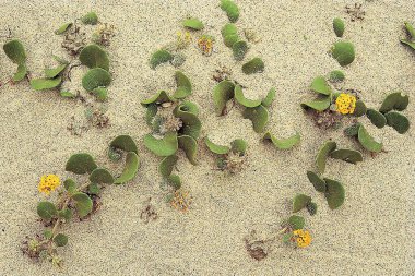 Sarı çiçekli deniz otları, Büyük Sur, Kaliforniya, ABD 