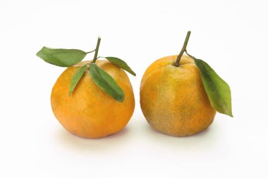 Yeşil yapraklı bir çift portakal. Citrus reticulata. 