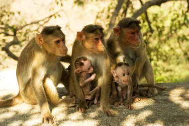 Rhesus monkey at Sanjay Gandhi national park ; Borivali ; Bombay now Mumbai ; Maharashtra ; India clipart