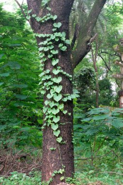 Trees covered by Creeper at Sanjay Gandhi National Park, Borivali, Bombay Mumbai, Maharashtra, India   clipart