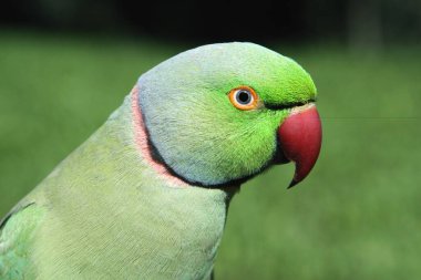 Kuş, gül halkalı papağan papağanı psittacula krameri, Nadiad, Gujarat, Hindistan