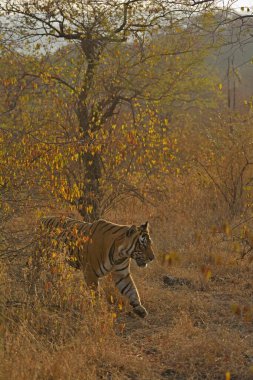 Bengal Kaplanı, Ranthambore Ulusal Parkı, Rajasthan, Hindistan, Asya