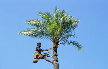 Hintli adam palmiye ağacında hindistan cevizi topluyor. 