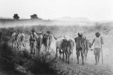 İnek Sürüsüyle ilgilenen kişi 