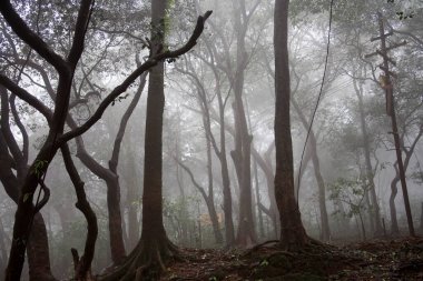 View of forest in Monsoon Season on Hill station ; Matheran ; Maharashtra ; India clipart