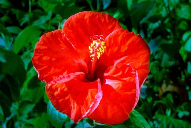 Hibiscus kırmızı varyasyonu, Trivandrum, Kerala, Hindistan