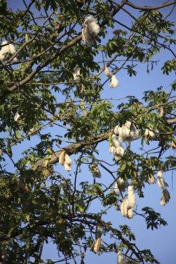 Ağaç, beyaz ipek pamuk ağacı, Kapok Ceiba pentandra, Hindistan 