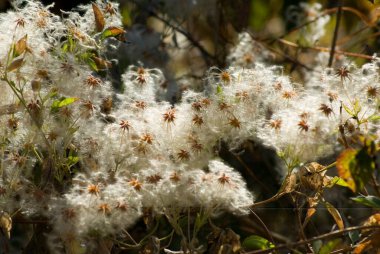 Chikhaldara 'daki dağcılardan yabani pamuk; Amravati ilçesi; Maharashtra; Hindistan