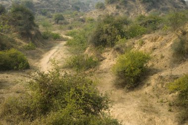 Orman dholpur madhya pradesh Hindistan Asya  