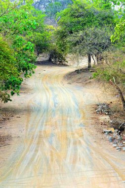 Orman yolu, Gir Vahşi Yaşam Sığınağı, Gujarat, Hindistan, Asya