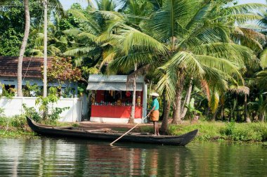 Hindistan, Kerala 'da bir palmiye ağacı. 