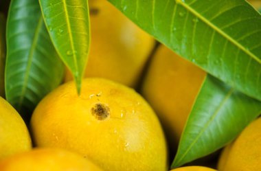 Hindistan, Alphonso Mangolarını kapatın.