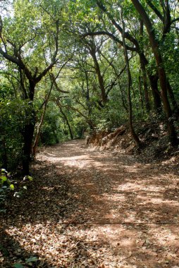 Road through forest of Matheran ; district Raigad ; Maharashtra ; India ; Asia clipart