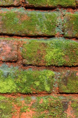 Tuğla Duvarındaki Yosun, resmi kapat 