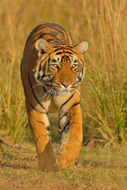 Bengal Kaplanı, Ranthambore Ulusal Parkı, Rajasthan, Hindistan, Asya