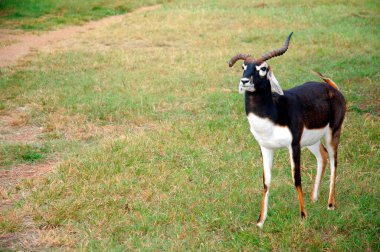 Black Buck antelope cervicapra with damaged horn standing in satpura tiger reserve ; Madhai Piparia ; Madhya Pradesh ; India 5-October-2008 clipart