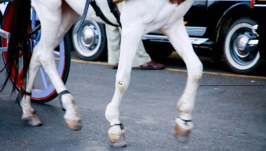 Koşan atın dört ayağı ve arabanın iki tekerleği, Colaba, Bombay şimdi Mumbai, Maharashtra, Hindistan 