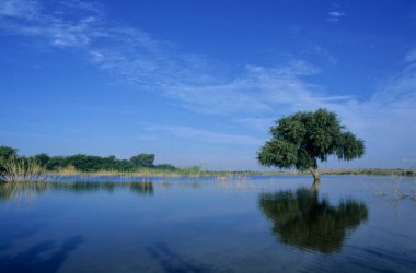 Single Trees Reflection , Barmer , Rajasthan , India clipart