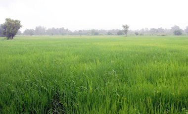Paddy pirinç tarlası; Shahapur Köyü; Thane Bölgesi; Maharashtra; Hindistan