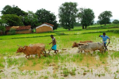 Çeltik tarlasında öküzlü adamlar, Chakradharpur, Jharkhand, Hindistan    