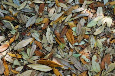 Dry leaves on path, Jabarkhet Nature Reserve, Mussoorie, Uttarakhand, India, Asia  clipart