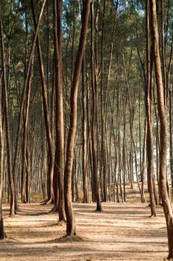 Nagaon, Alibag, Maharashtra, Hindistan 'daki kasuarina equisetifolia