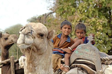 Children of gypsies sitting on camel, Akola, Akot, Maharashtra, India  clipart