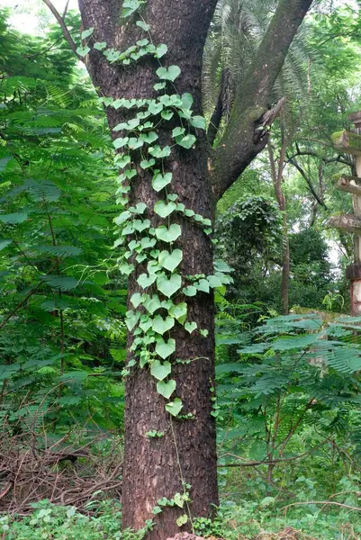 stock image Trees covered by Creeper at Sanjay Gandhi National Park, Borivali, Bombay Mumbai, Maharashtra, India  