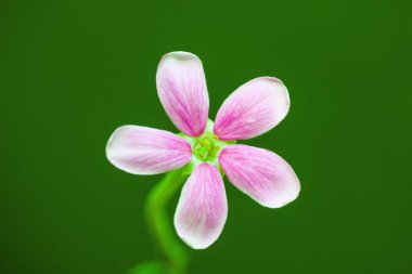 Pembe çiçek, visakhapatnam, andhra pradesh, Hindistan, Asya